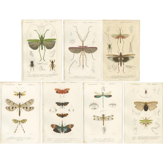 Illustrations of a Grasshopper and Other Insects, 1861, Prints, Set of 7 For Sale