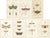 Illustrations of a Grasshopper and Other Insects, 1861, Prints, Set of 7 For Sale