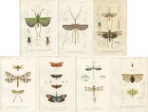 Illustrations of a Grasshopper and Other Insects, 1861, Prints, Set of 7