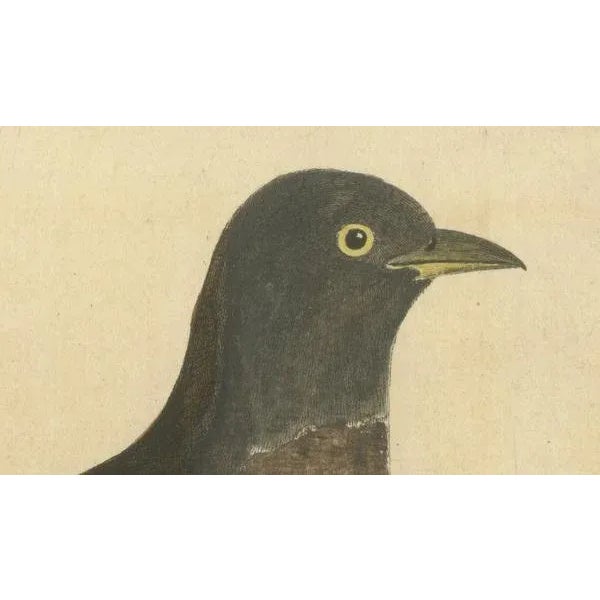 Eleazar Albin, The Cuckoo, 1730, Hand-Colored Engraving For Sale - Image 4 of 10
