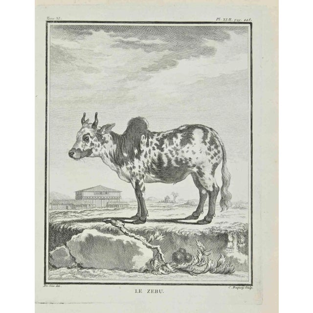 The Zebù is an etching made in 1771 by Jean Charles Baquoy. The artwork Belongs to the suite "Natural, general and...