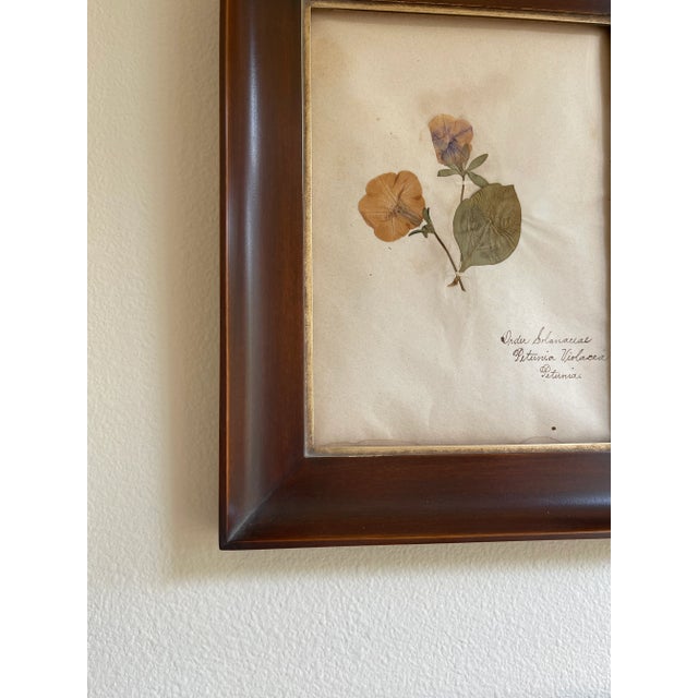 Antique Swedish Herbarium - Petunia, 19th Century For Sale - Image 4 of 8
