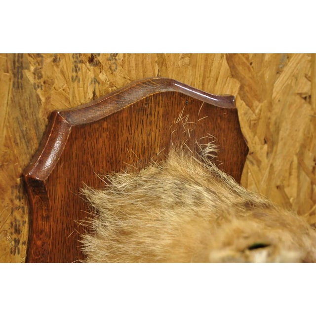 Vintage Jackal Shoulder Trophy Mount Oak Wall Plaque Taxidermy Mancave Decor For Sale - Image 11 of 12