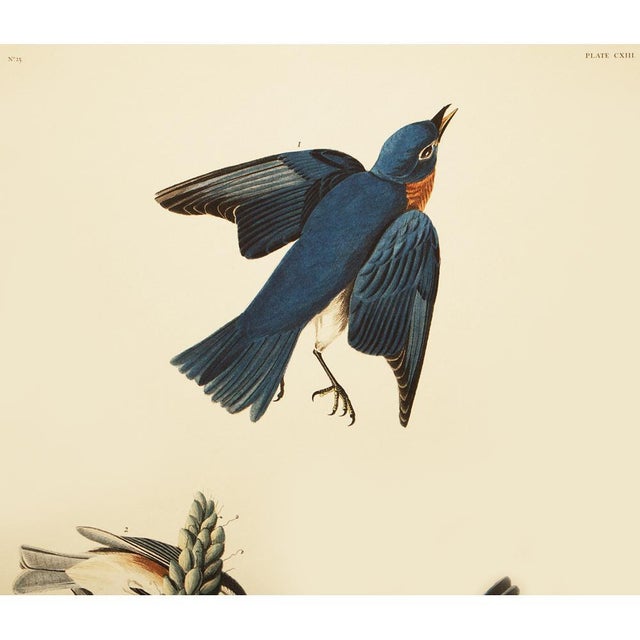 A stunning large vintage Cottage or Chinoiserie Style reproduction of the original Vintage lithographic print of Blue Bird...