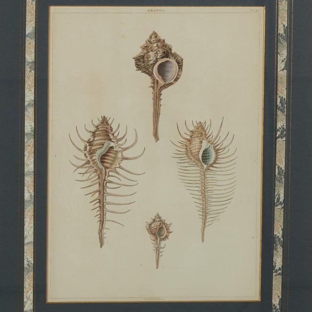 Set of Eight Antique Hand Colored Seashell Prints For Sale - Image 11 of 18