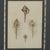 Set of Eight Antique Hand Colored Seashell Prints For Sale - Image 11 of 18