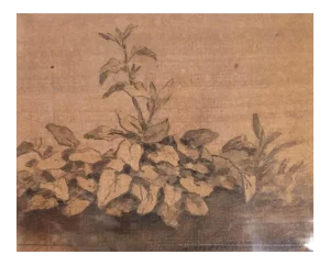 Plants - Original China Ink Drawing by Jan Pieter Verdussen - 1740 1740