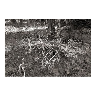 Landscape Digital Archival Print "Bush #2" by Jacques Gael Cressaty 2025 For Sale