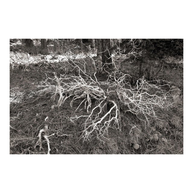 Landscape Digital Archival Print "Bush #2" by Jacques Gael Cressaty 2025 For Sale