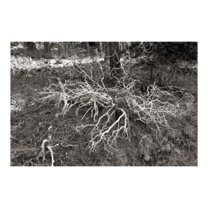 Landscape Digital Archival Print "Bush #2" by Jacques Gael Cressaty 2025