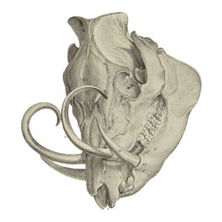 Antoine Defehrt, The Skeleton, Etching, 1771 For Sale