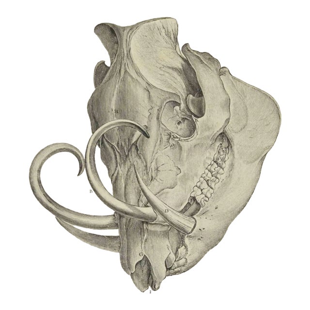 Antoine Defehrt, The Skeleton, Etching, 1771 For Sale