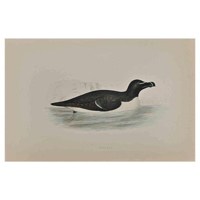 Alexander Francis Lydon, Razor-Bill, Colored Woodcut, 1870 For Sale