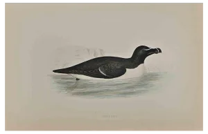 Alexander Francis Lydon, Razor-Bill, Colored Woodcut, 1870