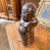 Late 19th Century Bronze Chinese Buddha Sculpture For Sale - Image 9 of 13