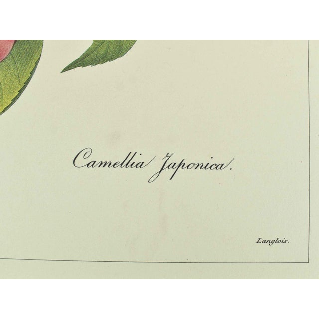 Mid 20th Century Mid 20th Century p.j. Redoute Botanical Art Prints - Set of 4 For Sale - Image 5 of 16