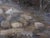 2020s Along the Back Roads by Seth Winegar | Oil on Panel Autumn Aspens Along a River For Sale - Image 5 of 12