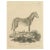 Borifow, Horse, Paper For Sale - Image 9 of 9