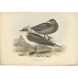 After Gould, Richardons Jager, 1832, Print For Sale