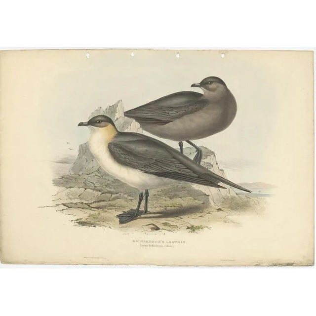 After Gould, Richardons Jager, 1832, Print For Sale