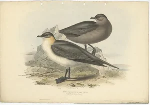 After Gould, Richardons Jager, 1832, Print