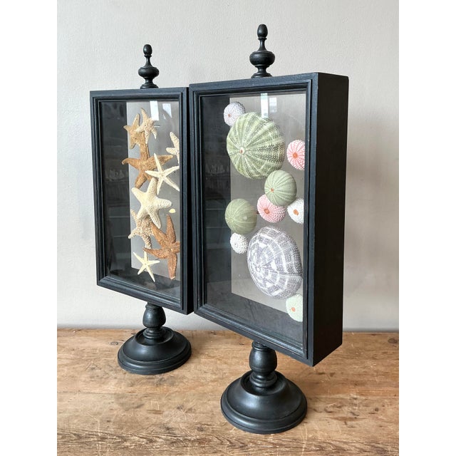 Vintage Coastal Sea Creature Shadowboxes- A Pair For Sale - Image 4 of 5