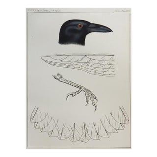 Mid 19th Century Us Pacifc Railroad Crow Lithograph Book Plate For Sale