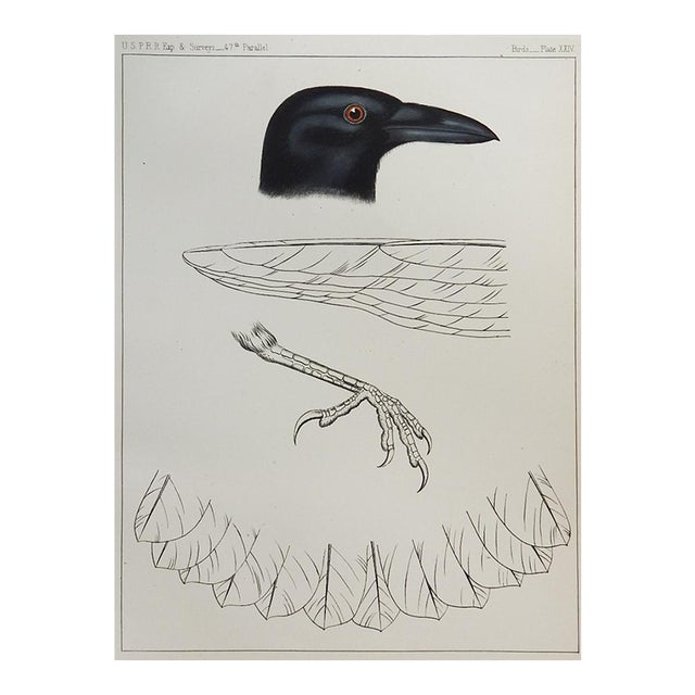 Mid 19th Century Us Pacifc Railroad Crow Lithograph Book Plate For Sale