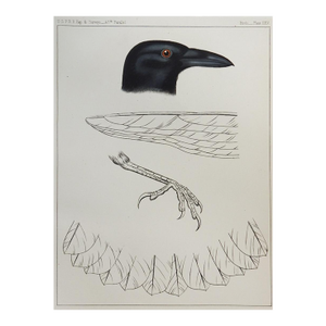 Mid 19th Century Us Pacifc Railroad Crow Lithograph Book Plate
