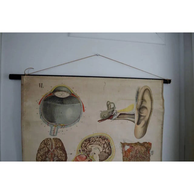 Paper Vintage Swedish E. Hoelemann Antique Anatomical Chart For Sale - Image 7 of 7