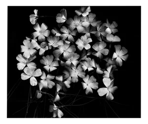 Ugne Pouwell, Bloom Cluster, 2024, Photography