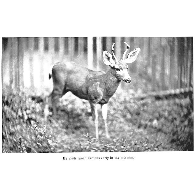"Life in the Open: Sport With Rod, Gun, Horse and Hound in Southern California" 1906 Holder, Charles Frederick For Sale - Image 9 of 15