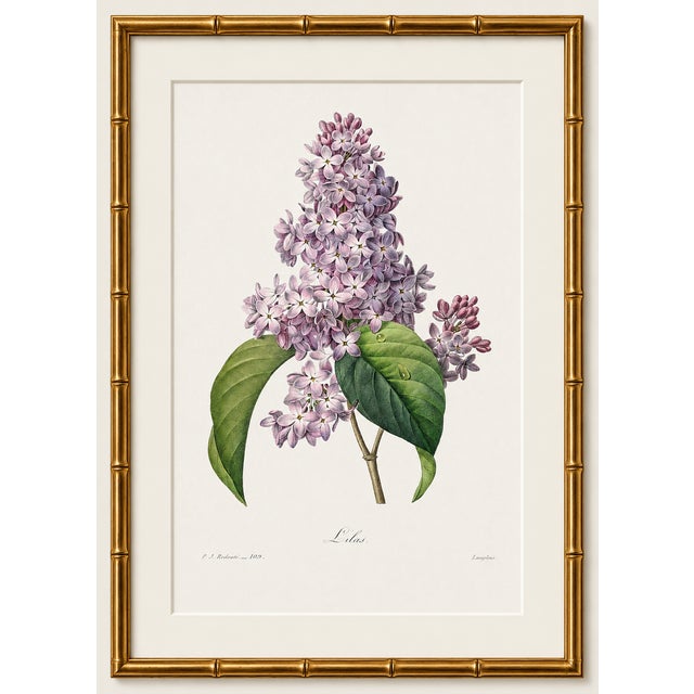Paper Lilac by Redouté, Vintage Botanical Art Print, 40" X 60" For Sale - Image 7 of 9