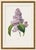 Paper Lilac by Redouté, Vintage Botanical Art Print, 40" X 60" For Sale - Image 7 of 9