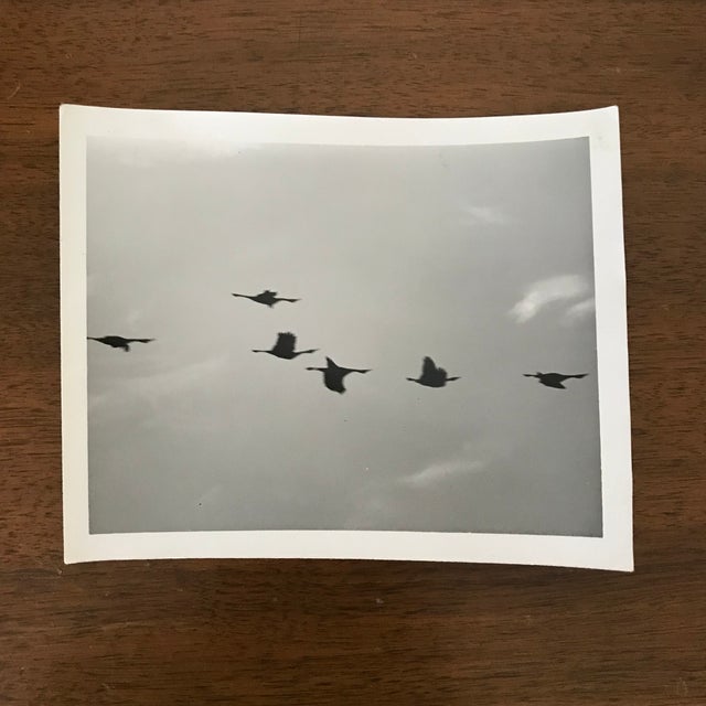 Modern 1972 Vintage Birds Photograph For Sale - Image 3 of 3