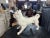 1920s Antique French Bulldog Sculpture | Early 20th Century Plaster & Metal Figure, Circa 1910–1920 For Sale - Image 5 of 12