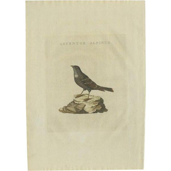 Sepp & Nozeman, Illustration of a Small Alpine Bird, 1829, Print For Sale