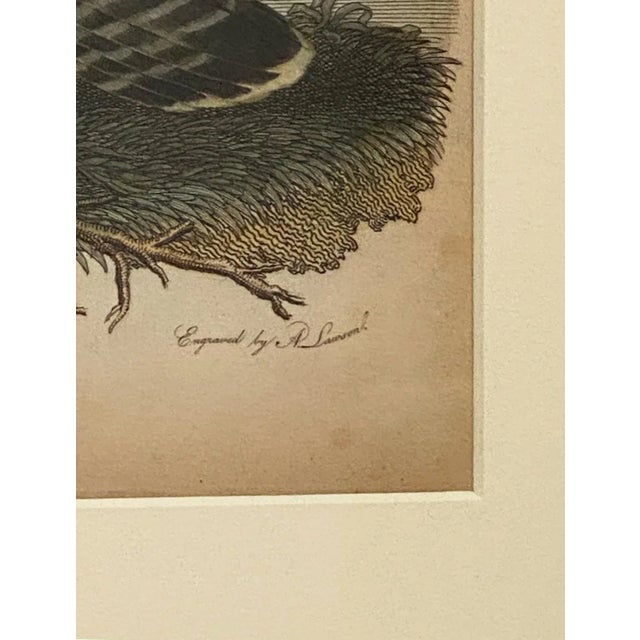 Early 19th Century Circa 1810 "Great Footed Hawk" by A. Wilson Engraving, American For Sale - Image 5 of 6
