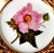 Ceramic Antique Derby Porcelain Botanical Plate, Marsh Hibiscus, Salmon Ground With Gilt Swans, John Brewer, Circa 1815 For Sale - Image 7 of 12