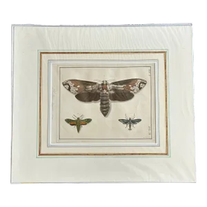 Antique Entomology Naturalist Art Print