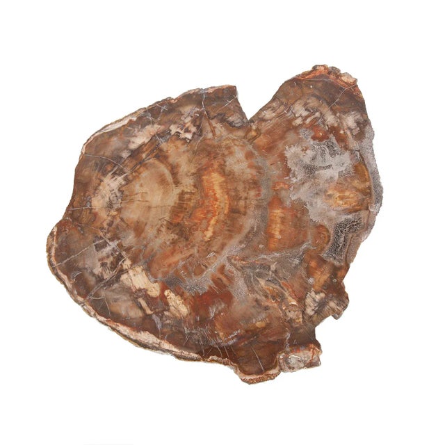 Kenneth Ludwig Chicago Arturo Petrefied Side Table For Sale - Image 4 of 6