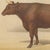 19th Century Olivier De Penne, Devon Ox, British Cattle, 1863, Chromolithograph For Sale - Image 5 of 9