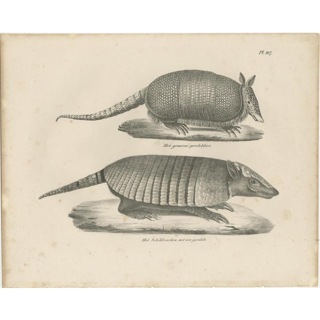 Paper Schinz, Armadillo, Pangolin & Anteater, Lithographs, 1830, Set of 2 For Sale - Image 7 of 9