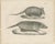 Paper Schinz, Armadillo, Pangolin & Anteater, Lithographs, 1830, Set of 2 For Sale - Image 7 of 9