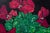 Chinoiserie Pink Cyclamen Plant in Blue-And-White Delft Lion Planter Original Fauvist Painting For Sale - Image 3 of 5