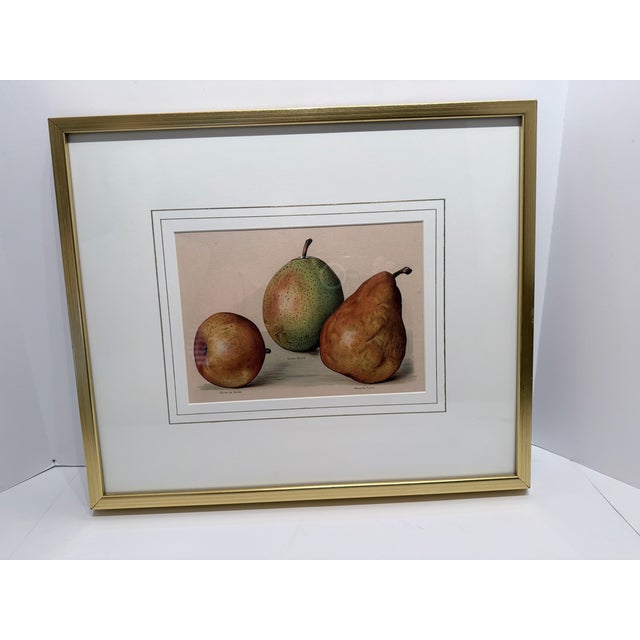Gold Pair Gold Fillet, Gilt Framed Vintage Pear Bookplates Circa 1890's For Sale - Image 8 of 9