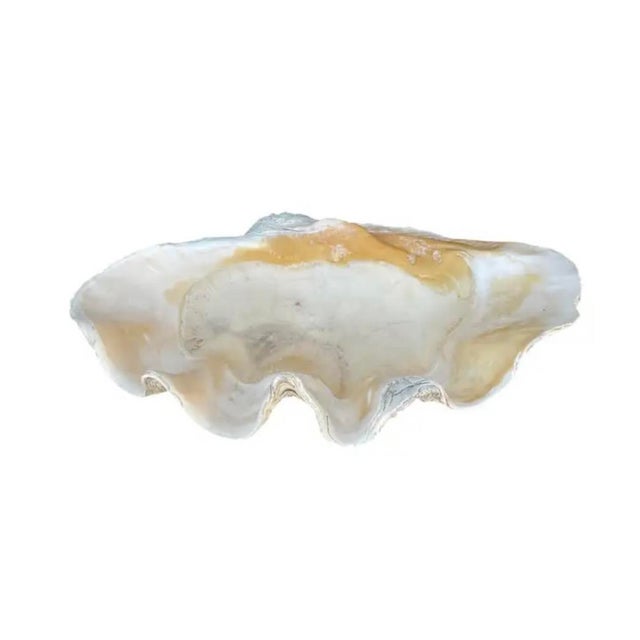 Large Natural South Pacific Tridacna Gigas Giant Clam Shell Specimen For Sale - Image 4 of 10