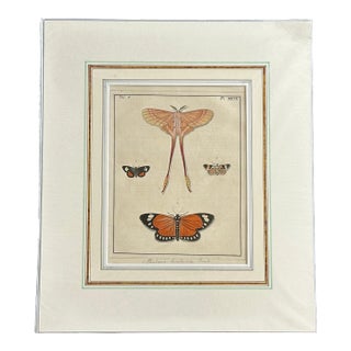 Antique Natural History Moth Art Print For Sale