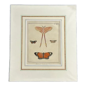 Antique Natural History Moth Art Print