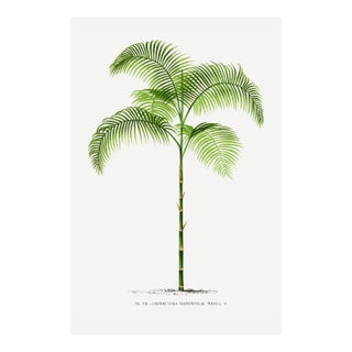 Vintage Palm Tree Illustration, Botanical Art Print Reproduction, 16" X 24" For Sale